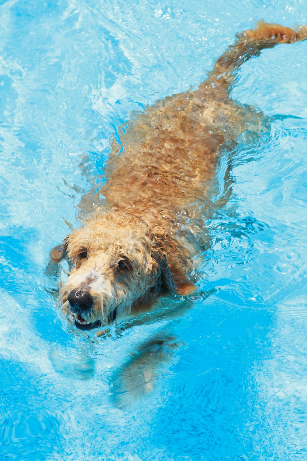 Golden Doodle swimming in swimming pool