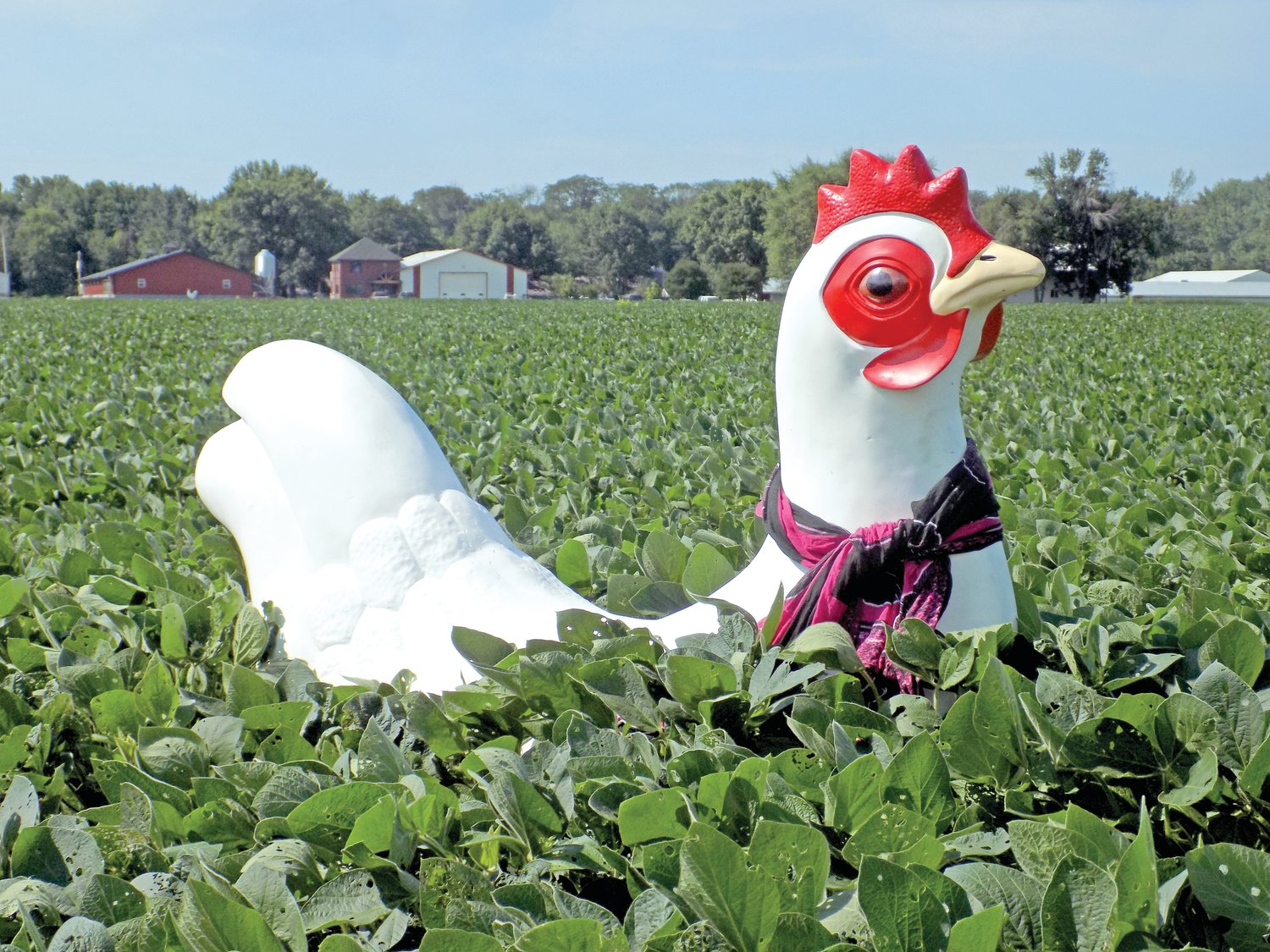 Deep in July’s soybean crop, a white chicken watches traffic along Hwy 22.