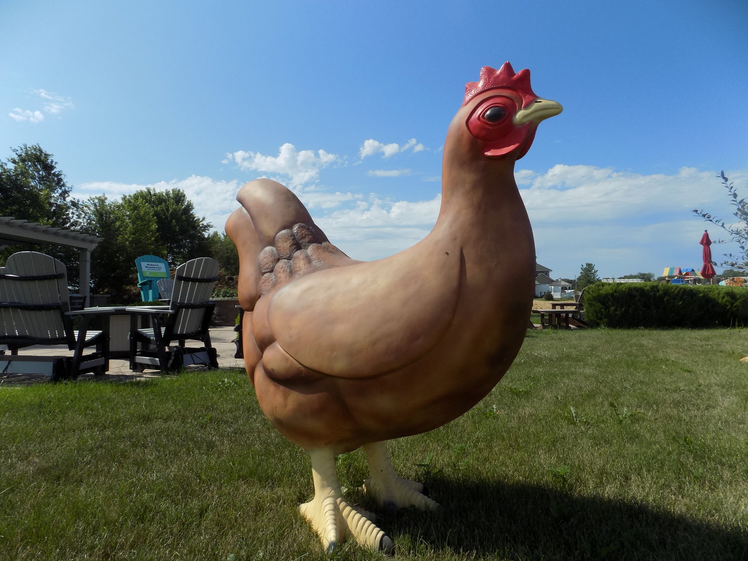 Yoder’s brown chicken stands in front of Midwest Woodworks in Kalona.