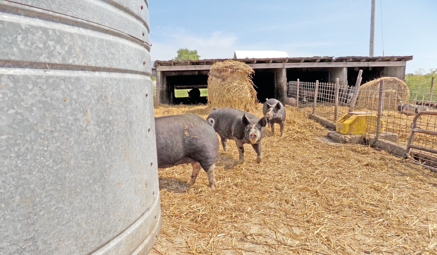 The first stop on the farmstead tour was a visit to these Berkshire pigs, a heritage breed whose meat is especially tasty.