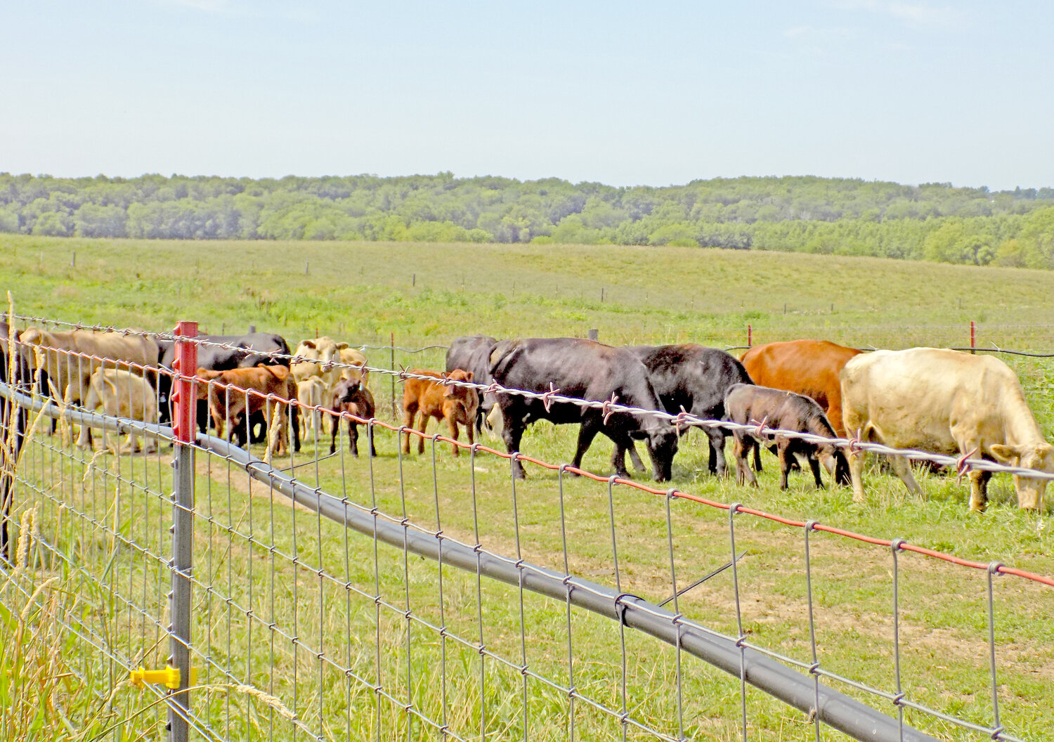 A variety of cattle breeds graze rotationally on the pasture.