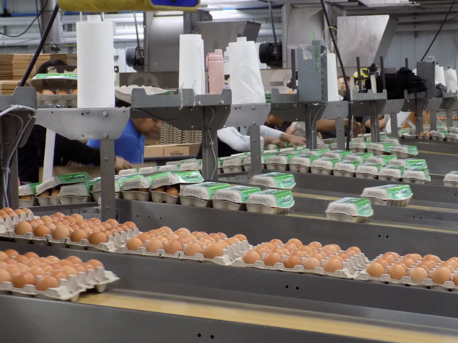 The new Free Range egg cartons on the production line in Kalona.